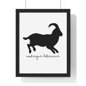 Poster enmarcado vertical - Negro - Miotragus balearicus