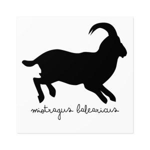 Pegatinas laminadas cuadradas - Miotragus balearicus