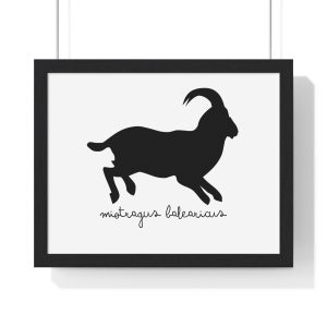 Miotragus balearicus — Poster enmarcado horizontal