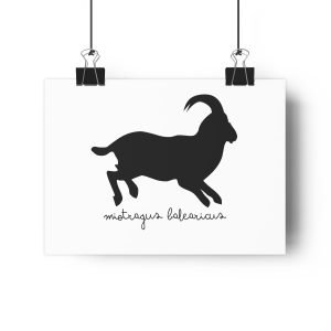 Miotragus balearicus — Lamina Giclee