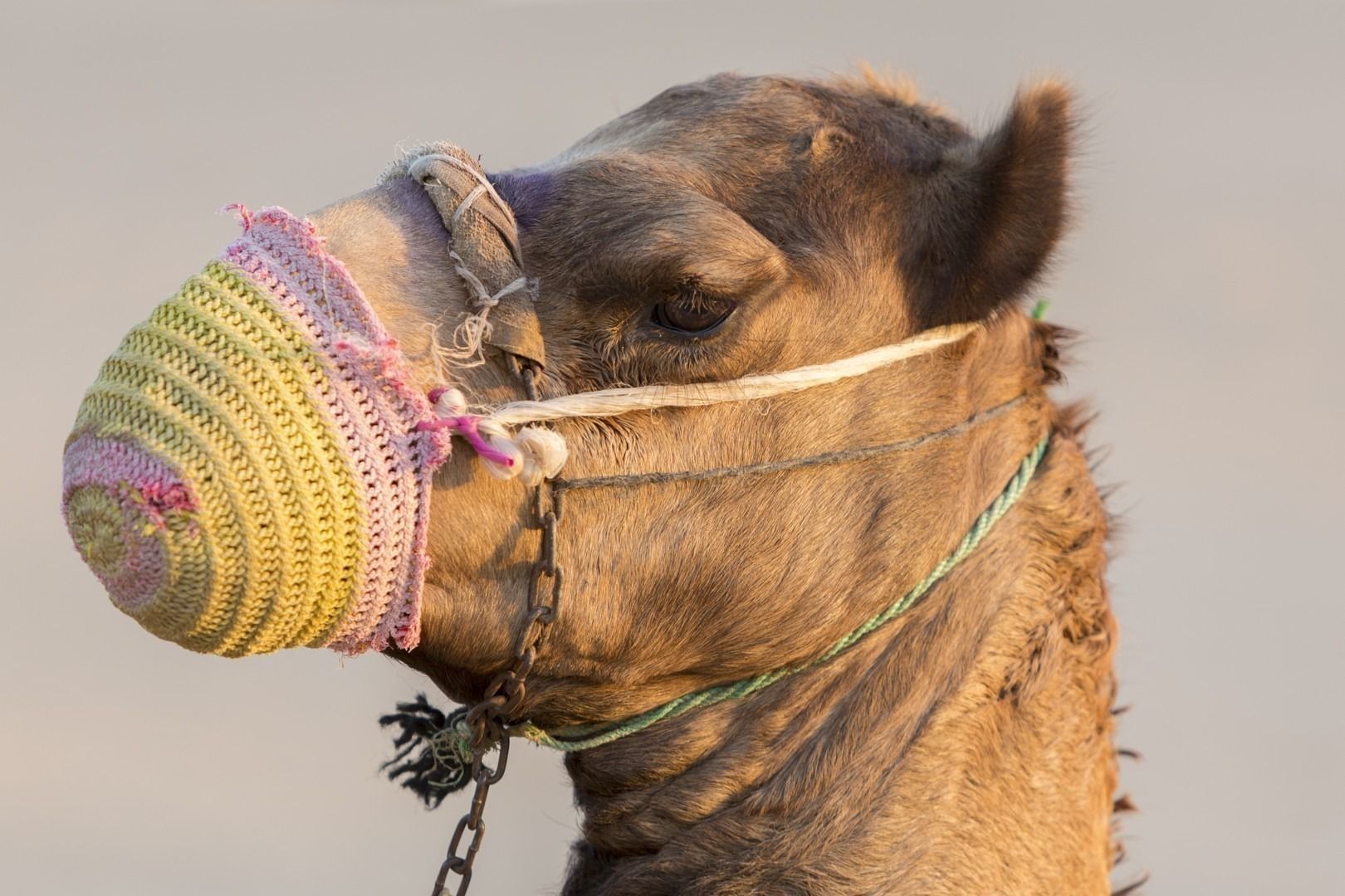 Camel in the desert near Dubai in the United Arab Emirates