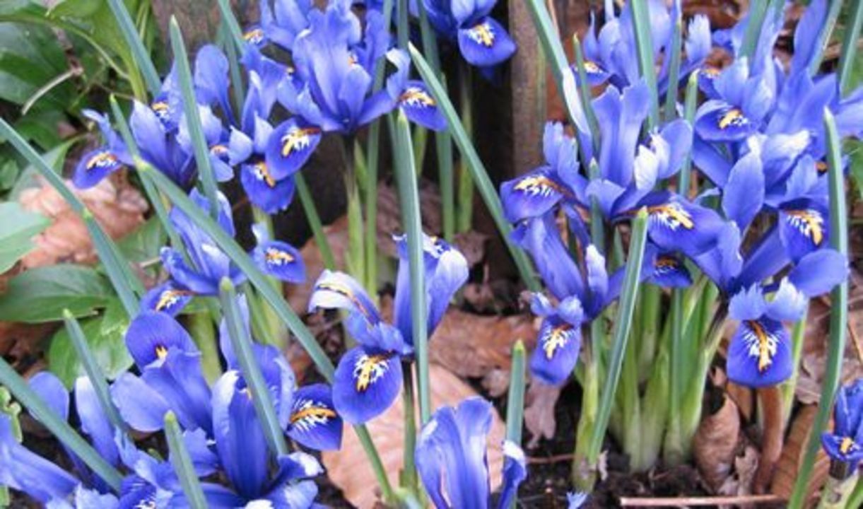 Iris_reticulata