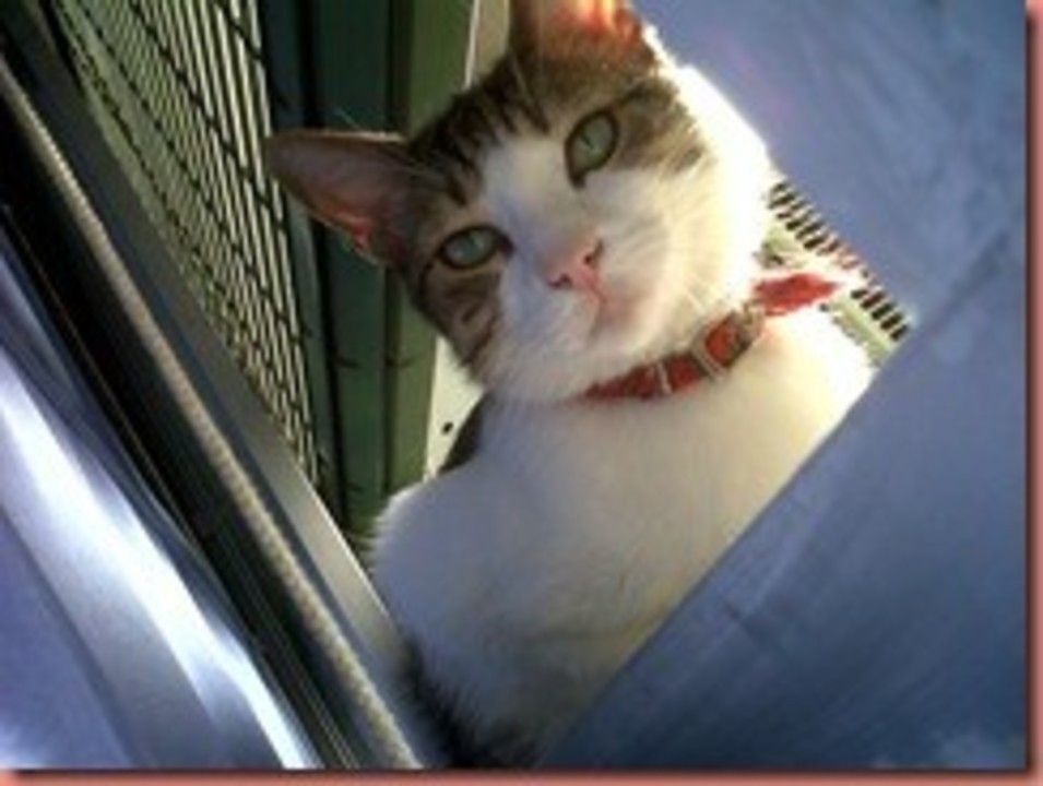 IMG00754-20110515-1910