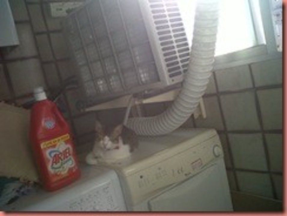 IMG00752-20110515-1836