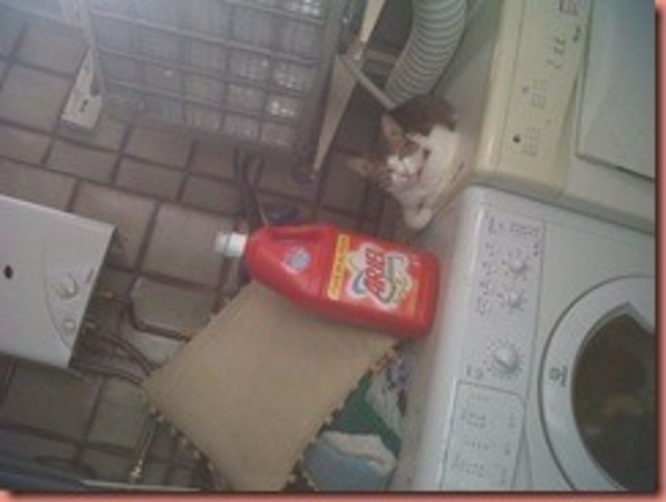 IMG00751-20110515-1836