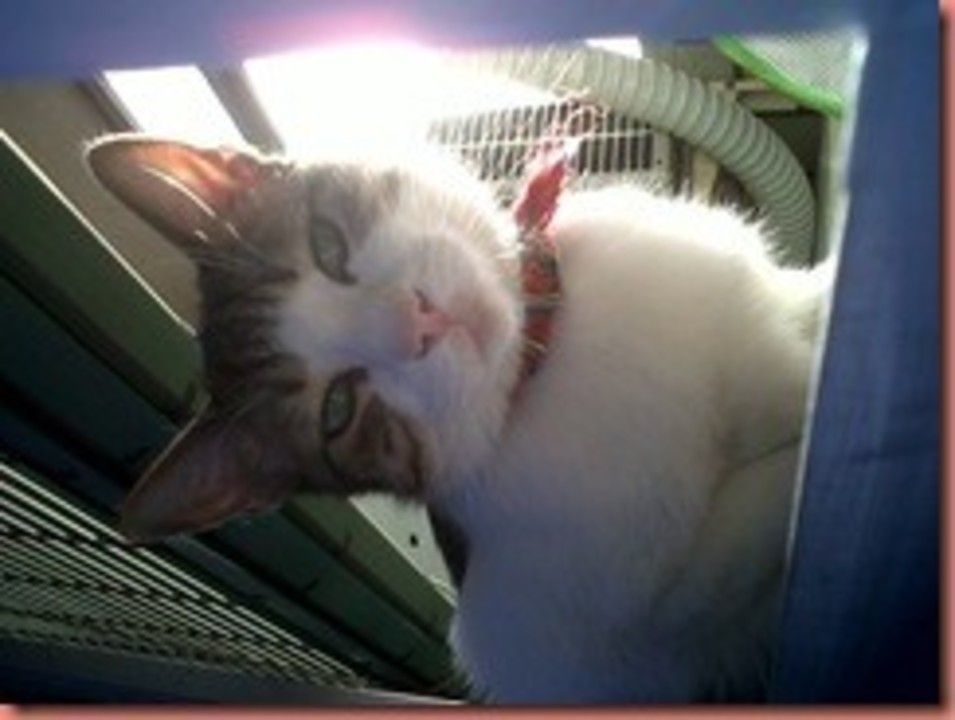 IMG00756-20110515-1911