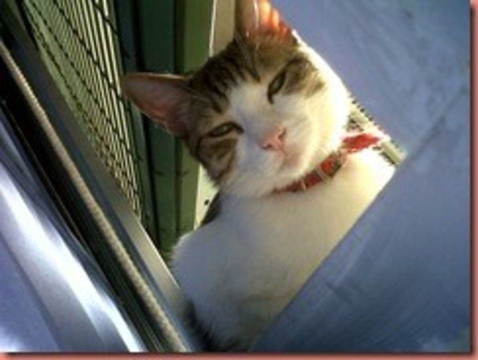 IMG00755-20110515-1910