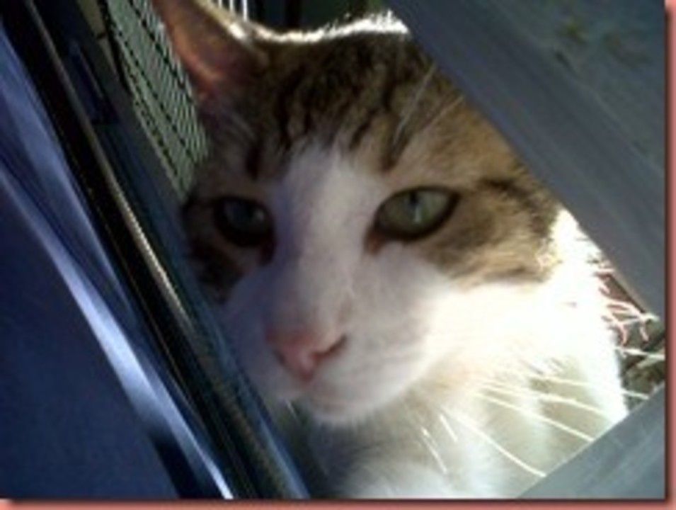 IMG00753-20110515-1910