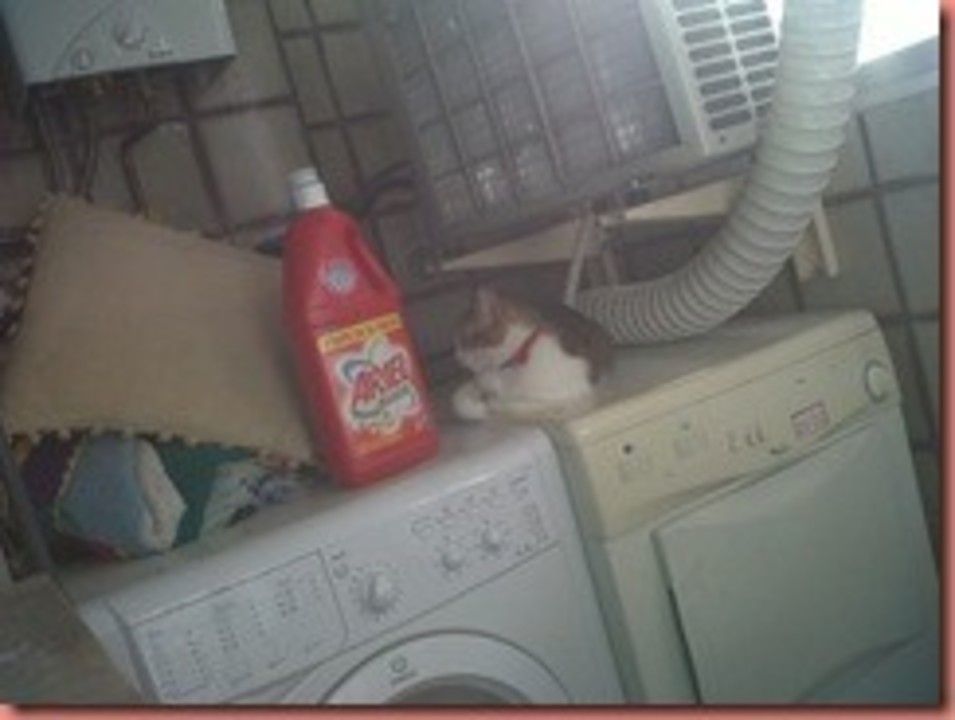 IMG00750-20110515-1836