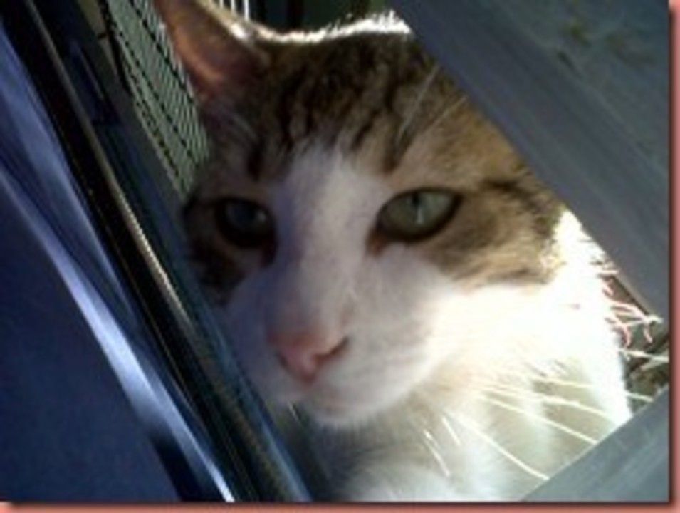 IMG00753-20110515-1910