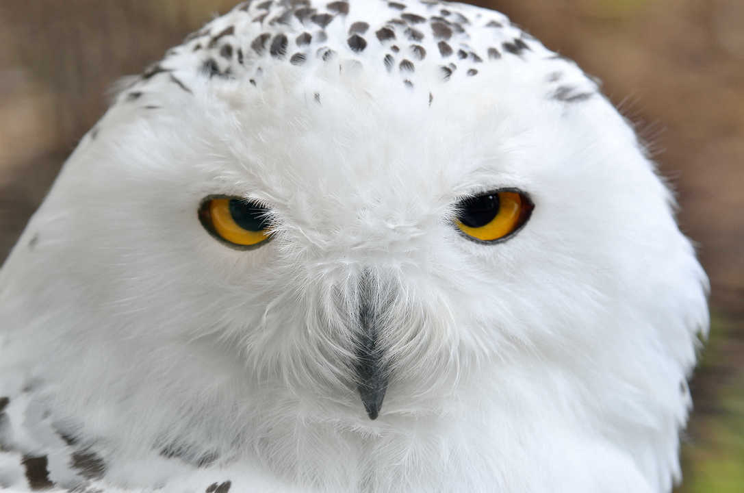 white polar owl sitting on a stick in the zoo
