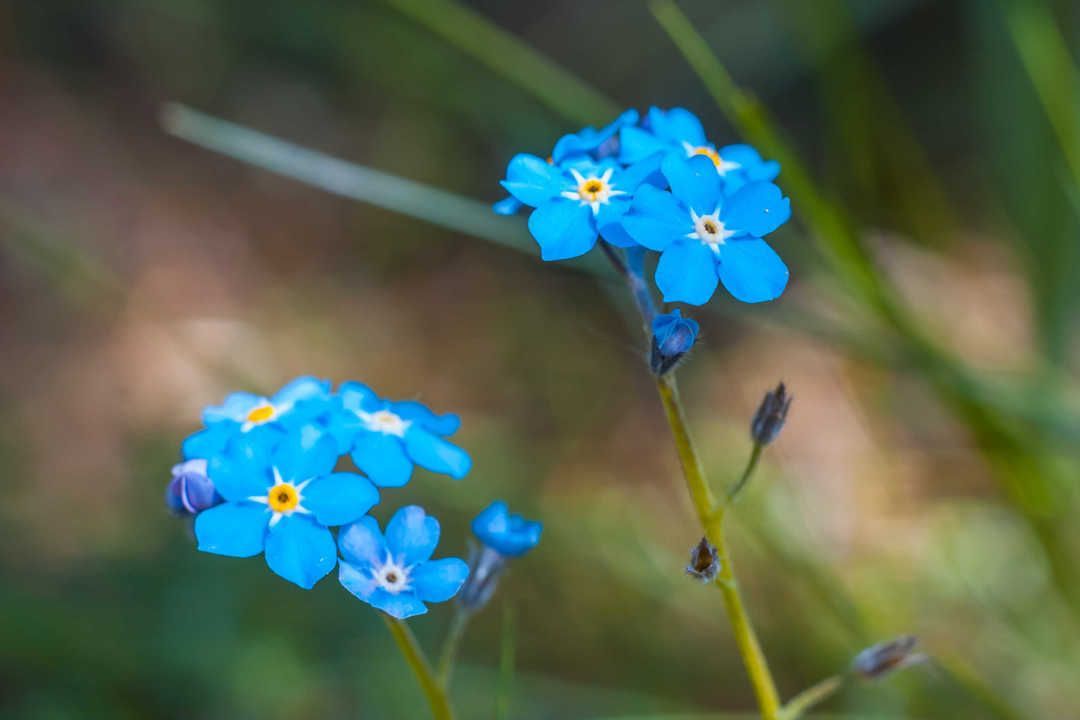 Forgetmenots flowers