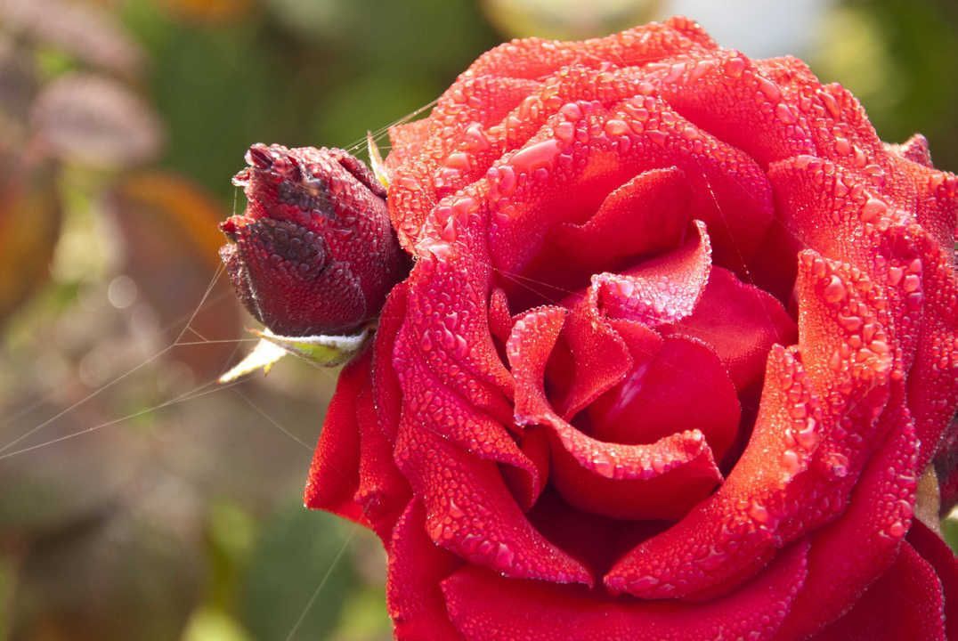 Flower garden in the morning