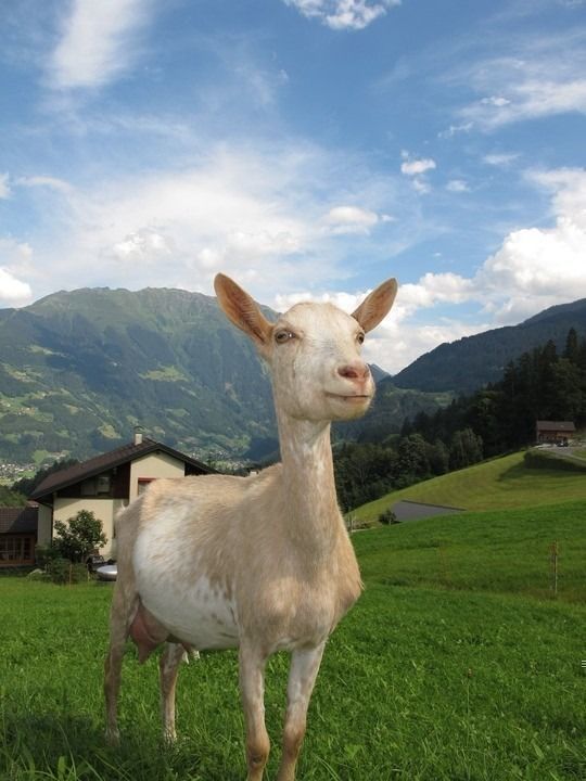 goat-in-austria-198455