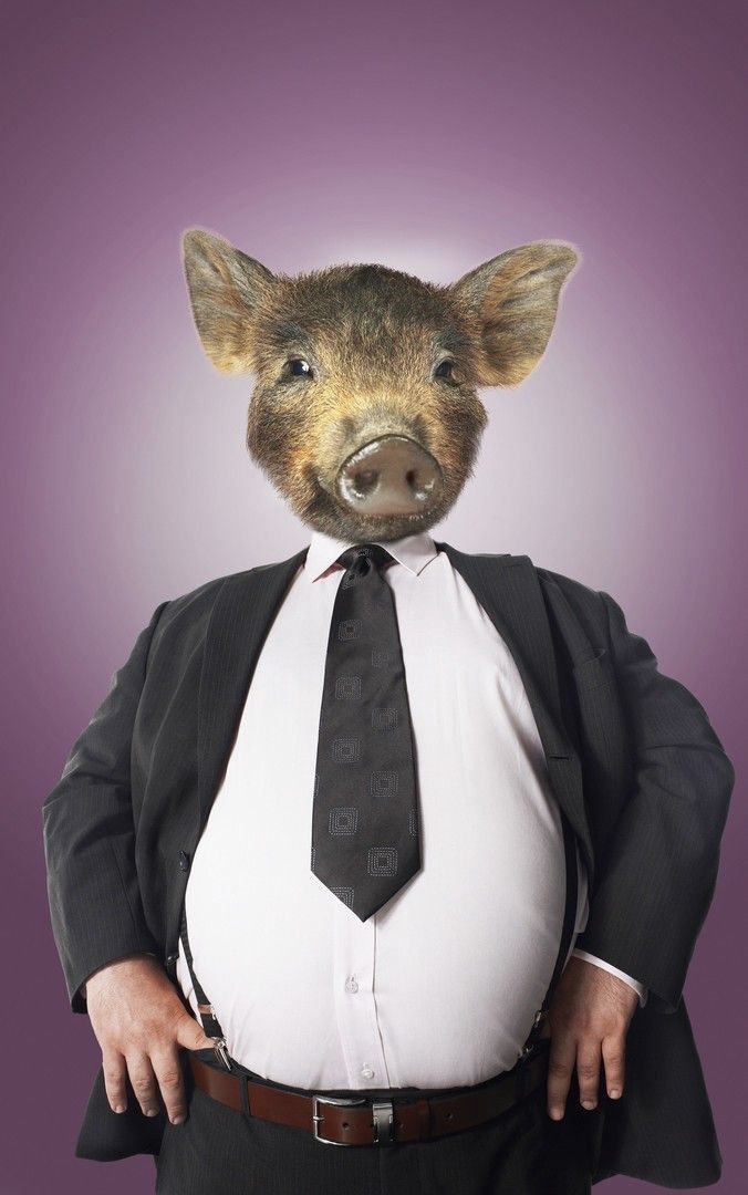 Businessman with pigs head