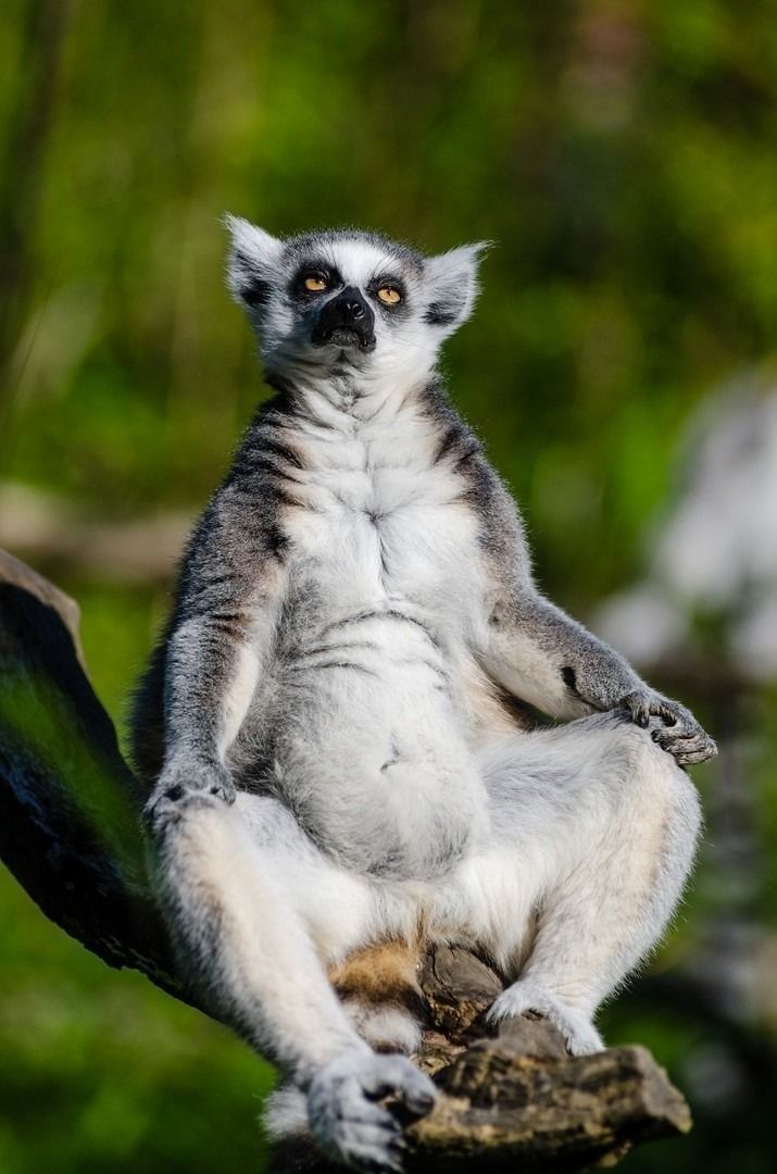 lemur-1032054