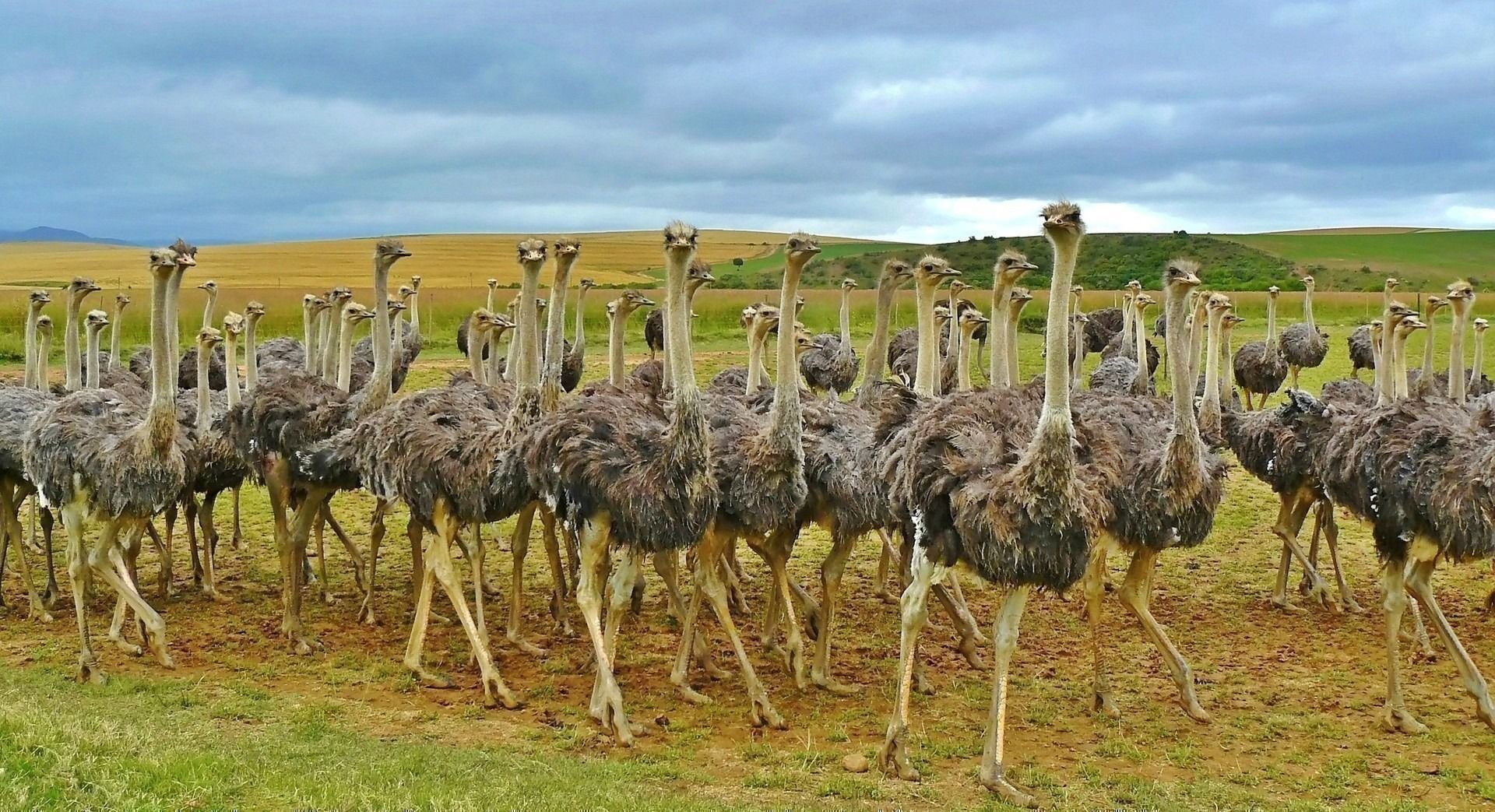 ostriches-838976