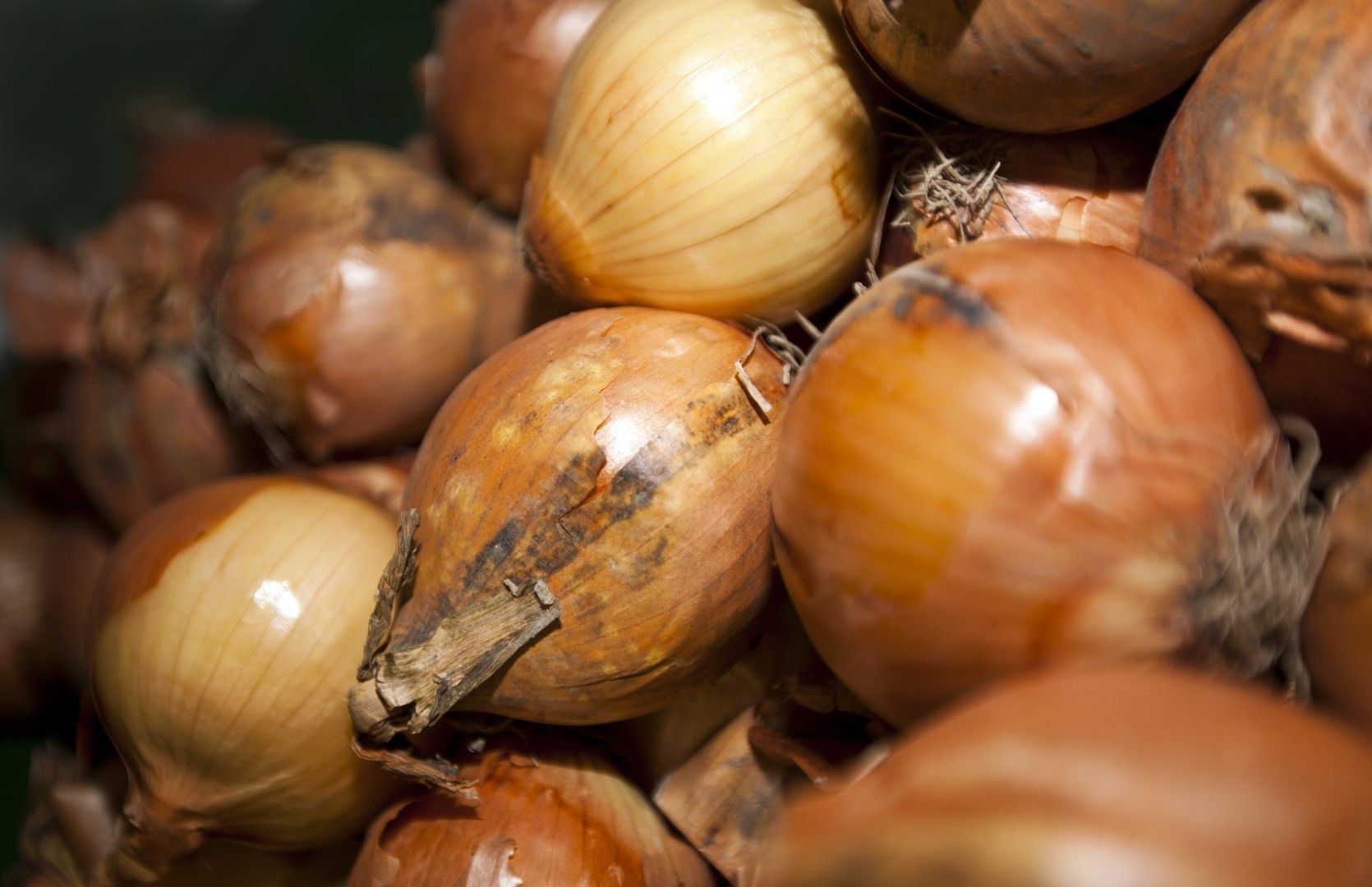 Close-up of onions in supermarket
