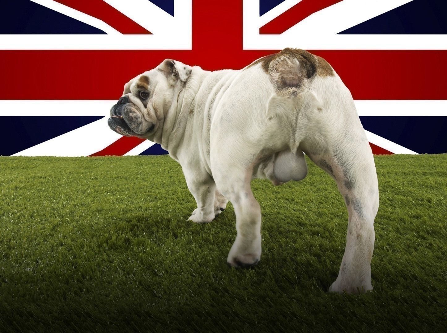 Rear View Of Male Bulldog Standing On Grass
