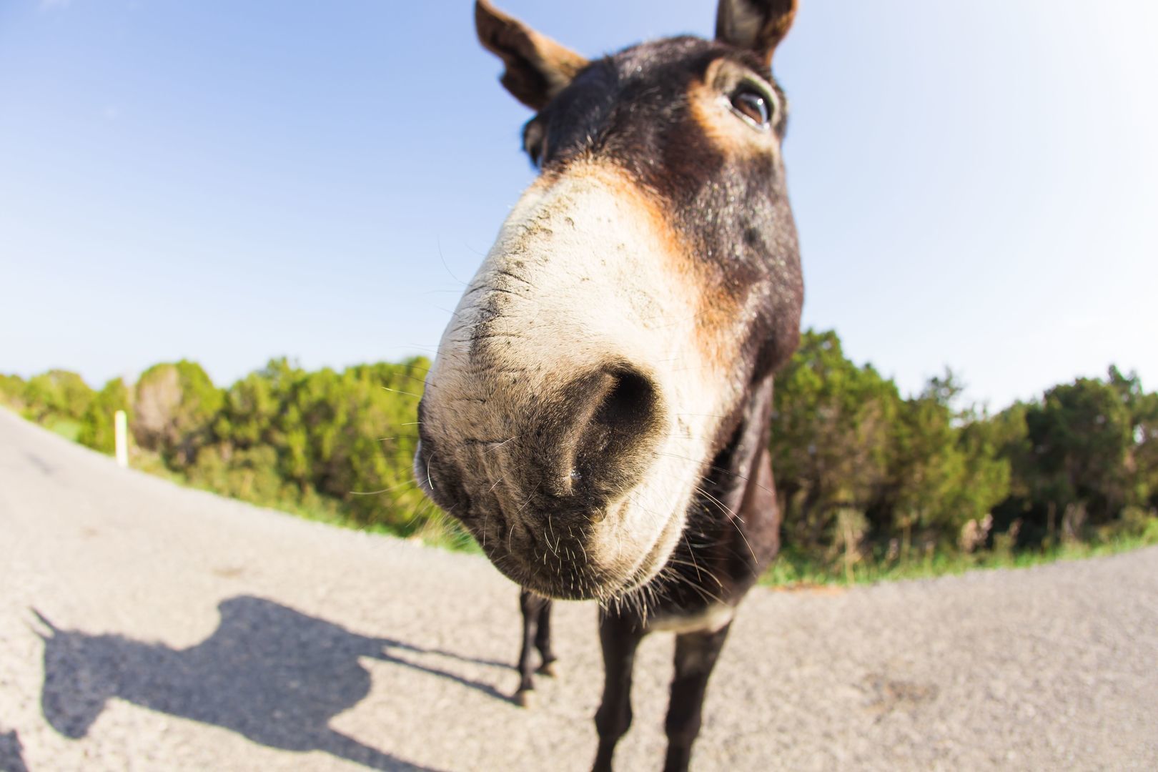 funny donkey looking at the camera