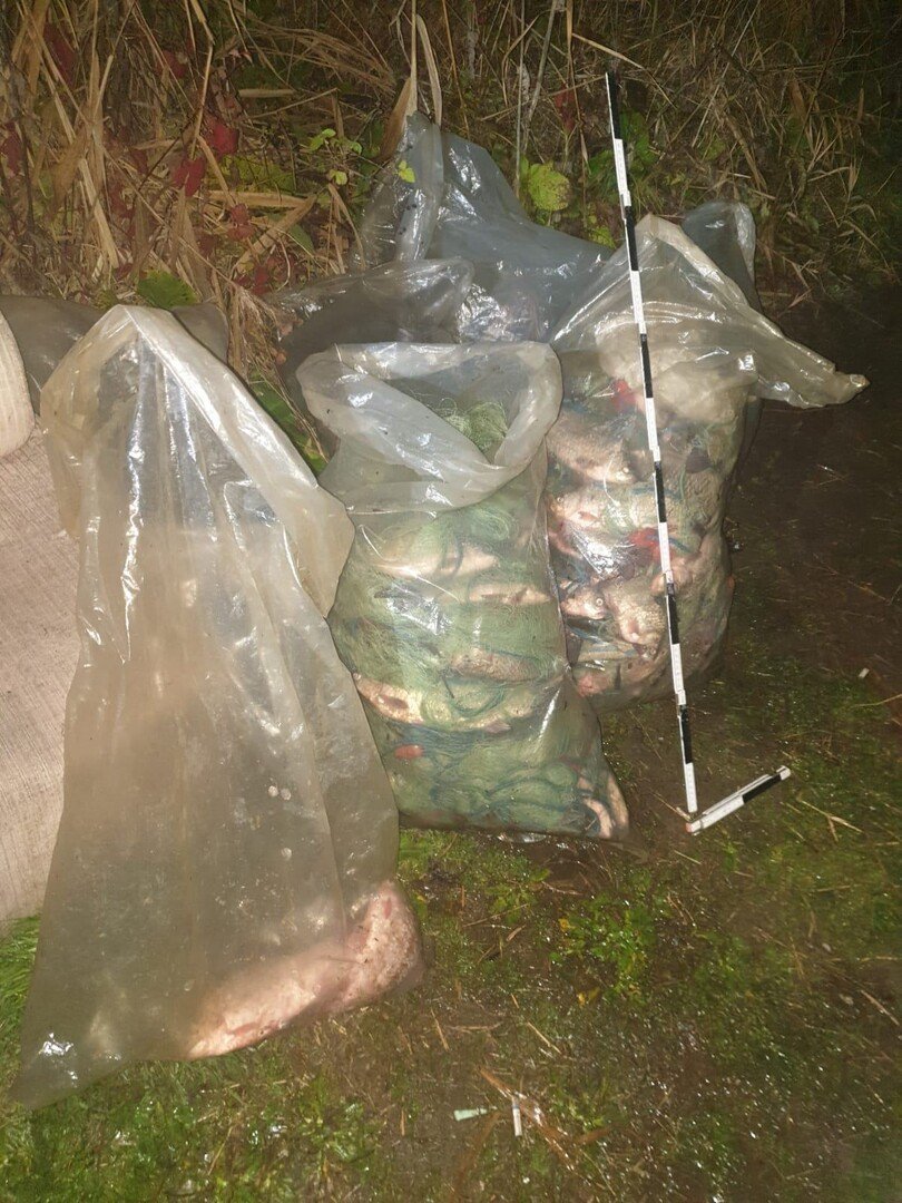 Braconieri prinși cu plase de pescuit pe râul Olt Braconieri prinși cu plase de pescuit pe râul Olt