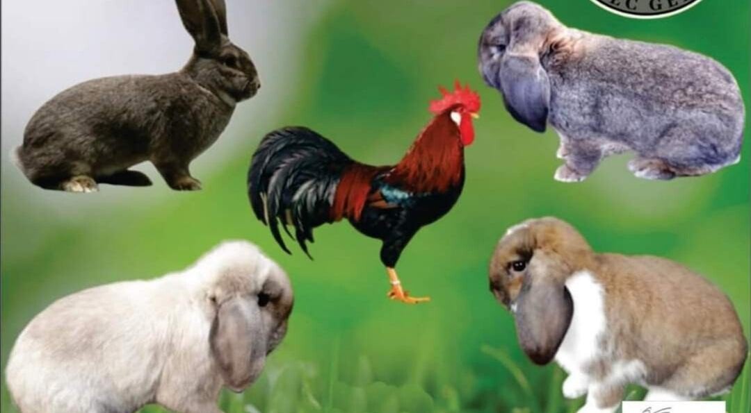 Expoziție de păsări de curte și iepuri