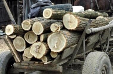 Știri din Sibiu, actualitate locală și ultimele noutăți din județ Un bărbat de 44 de ani din Ațel a fost prins de polițiști în timp ce transporta cu căruța arbori tăiați ilegal!