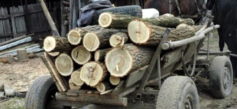 Un bărbat de 44 de ani din Ațel a fost prins de polițiști în timp ce transporta cu căruța arbori tăiați ilegal!