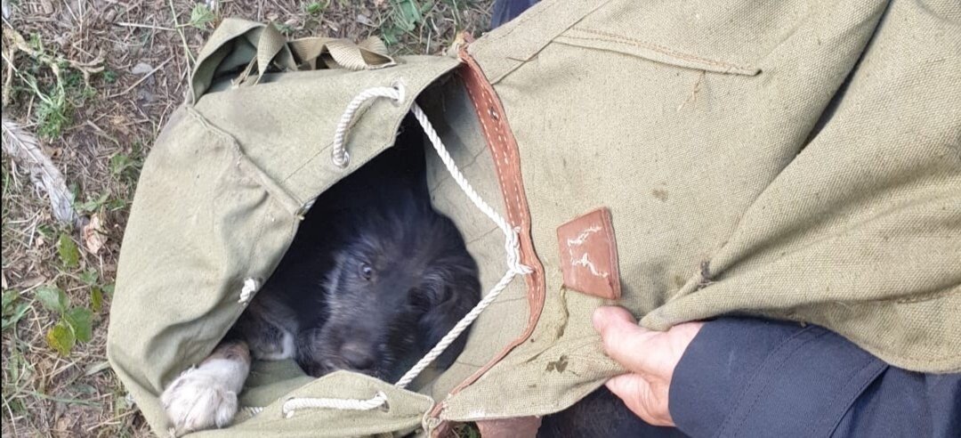 Cățeluș salvat de pompierii militari sibieni img