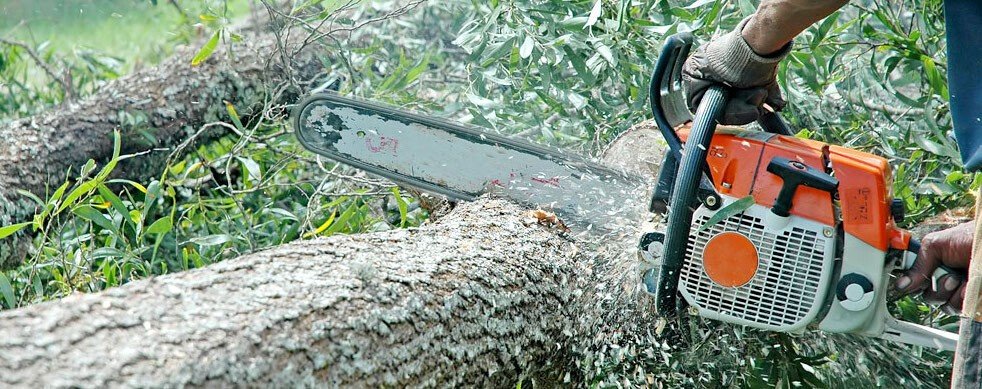 taiere-arbori1 taiere arbori