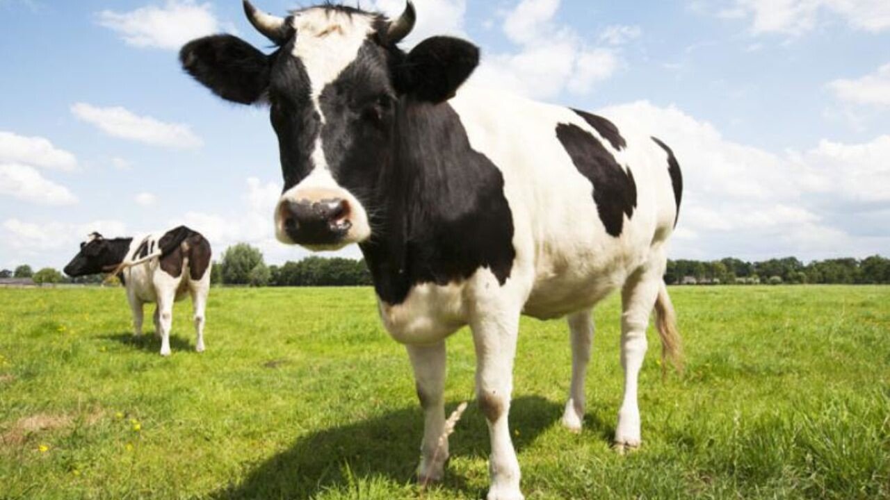 Ce inseamna cand visezi vaci