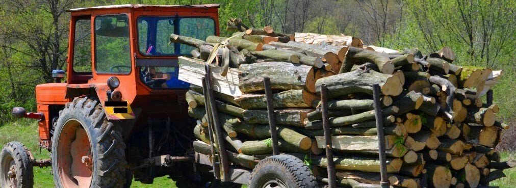 transport ilegal de lemne