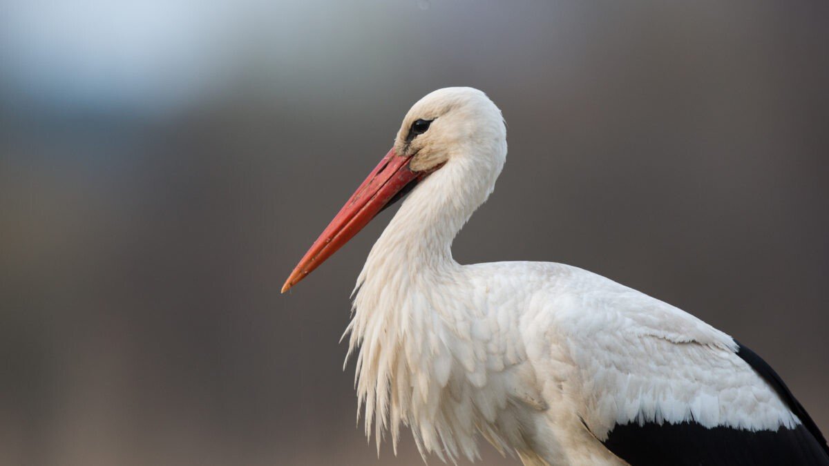 shutterstock_616275752-1200x675.jpg shutterstock