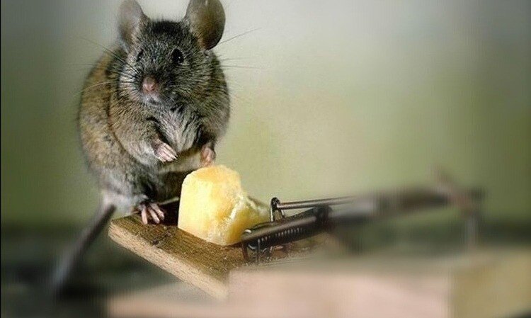 IMG_20210311_121752.jpg IMG