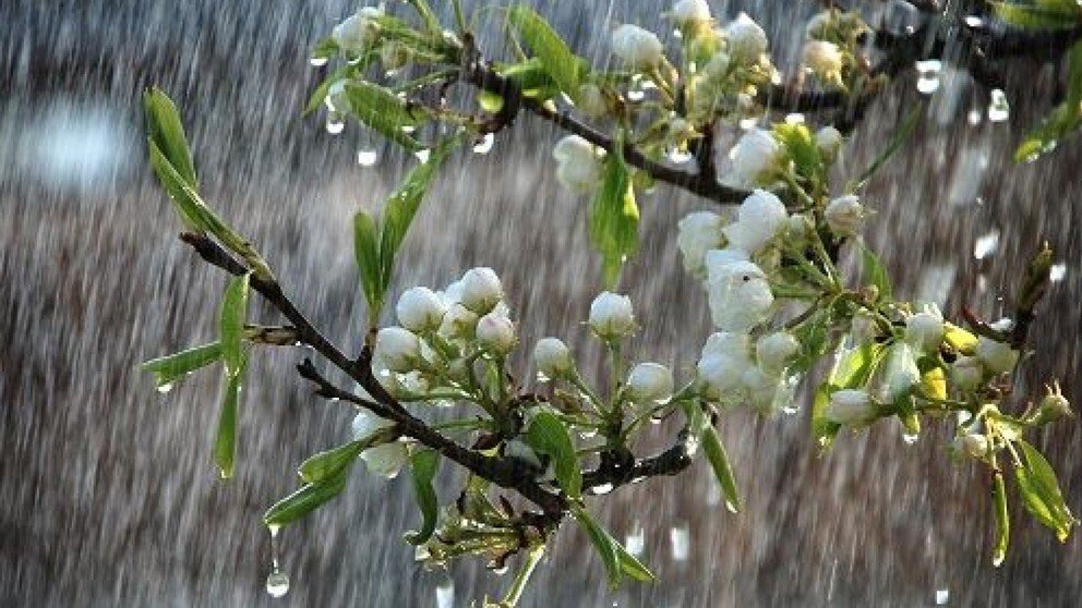 41116_large_42675500.jpg large