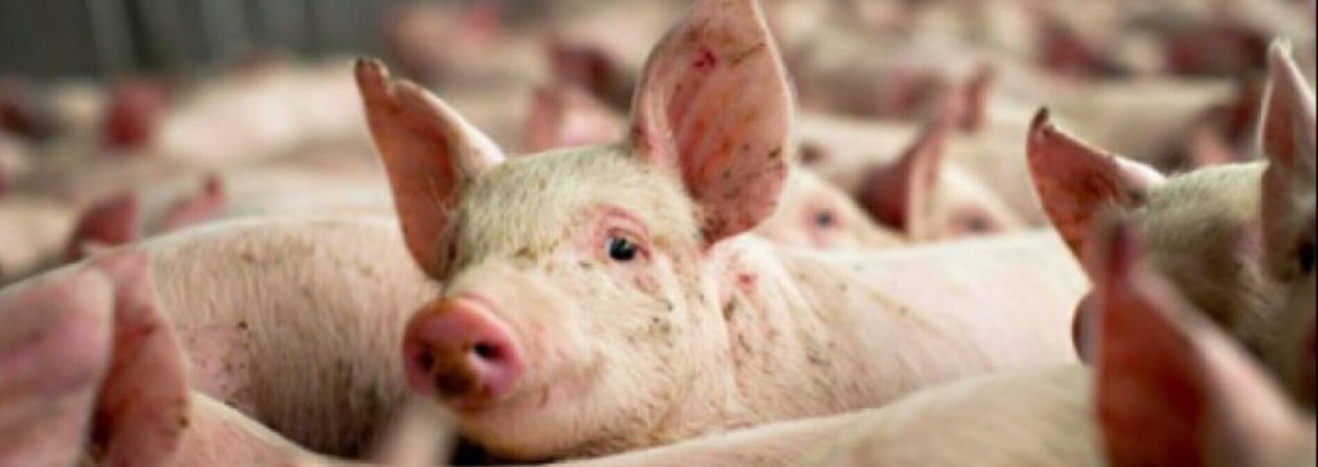 pesta porcina  c default