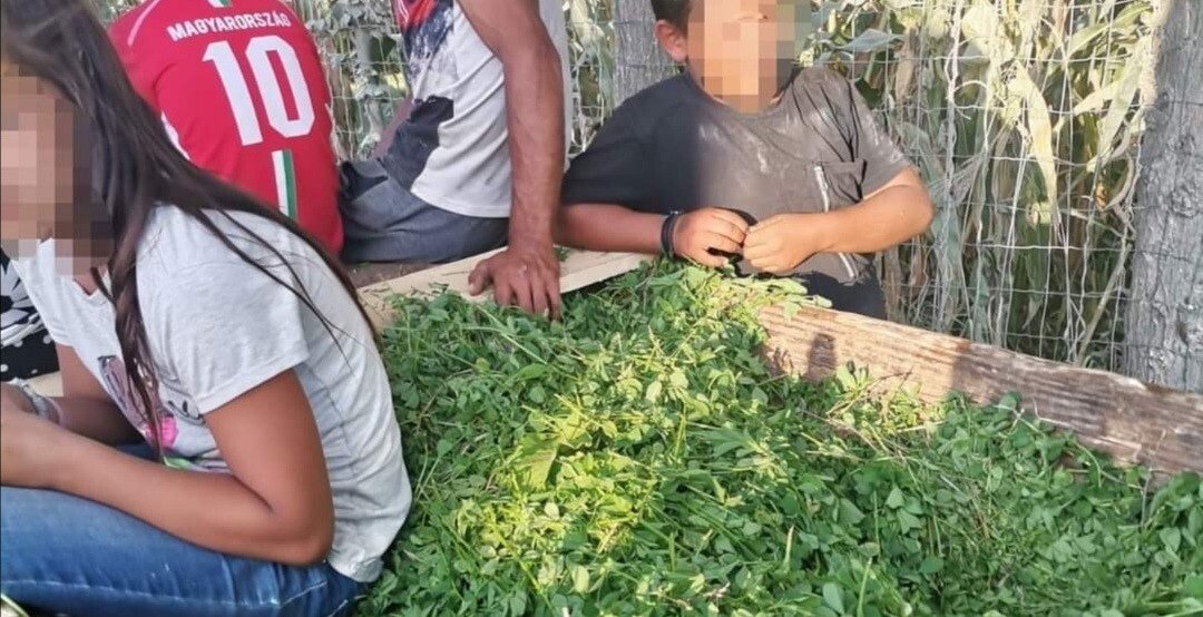 IMG_20210921_174522.jpg IMG