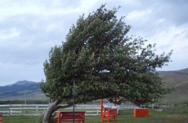 Vânt puternic în județul Sibiu. Avertizare emisă de meteorologi pentru sudul Transilvaniei