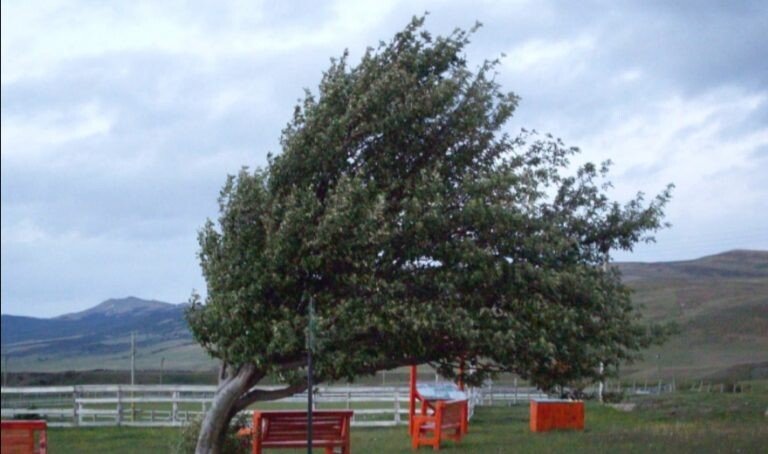 Vânt puternic în județul Sibiu. Avertizare emisă de meteorologi pentru sudul Transilvaniei