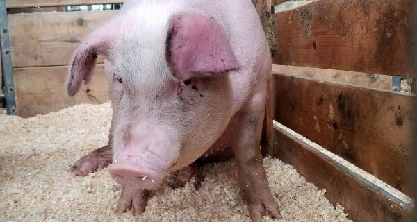 pestă porcină africană pestă porcină africană