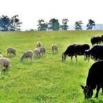 Polițist sibian oferind sfaturi pentru protecția animalelor în caniculă lângă o mașină de patrulă.