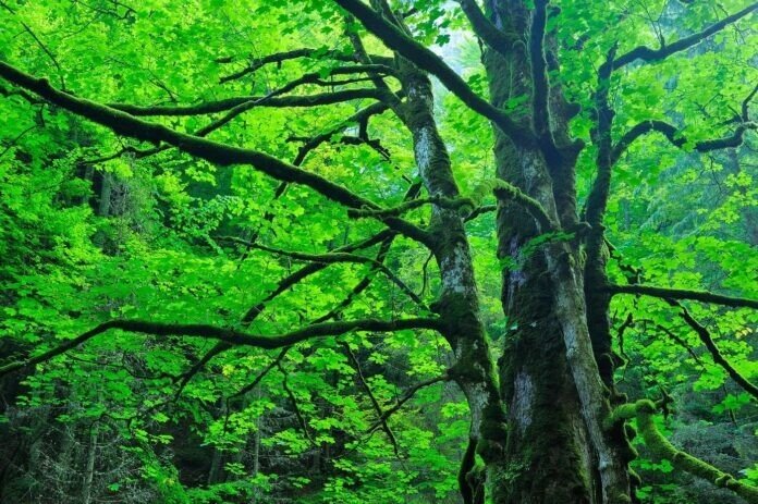 padure Pădure densă în jurul Sibiului, gestionată conform unui Amenajament Silvic