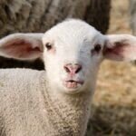 Știri din Sibiu, actualitate locală și ultimele noutăți din județ Controale masive în piețe, târguri și unități de alimentație publică cu ocazia sărbătorilor de Paște!