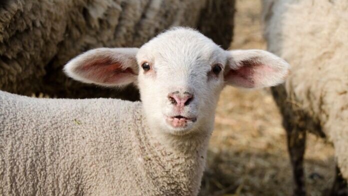 Miel pentru preparate tradiționale în timpul controalelor de Paște