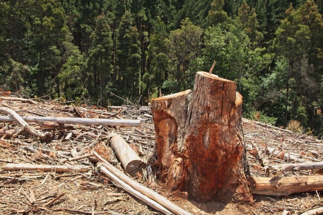 A scenery of stumps in the middle of a beautiful green forest