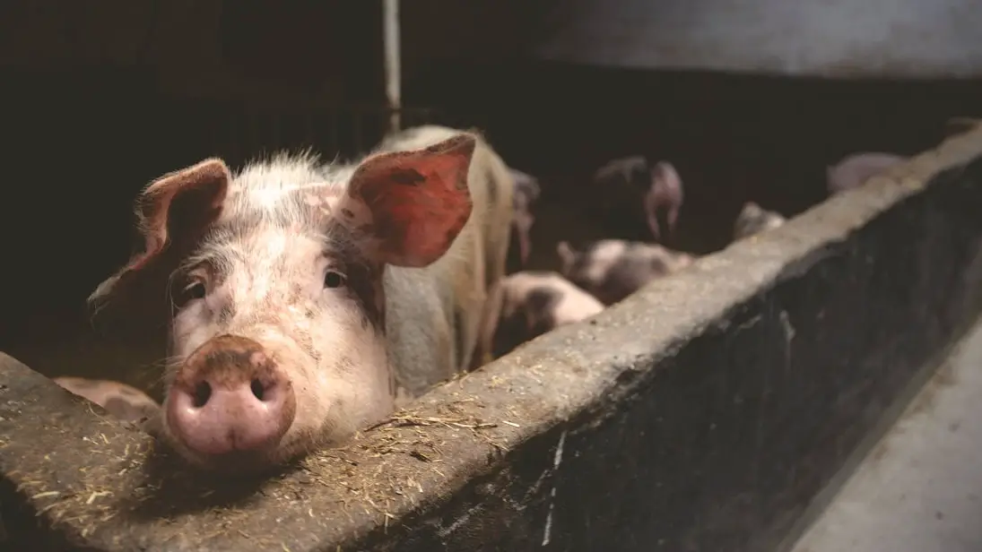 Recomandările DSVSA Sibiu privind sacrificarea porcilor și consumul cărnii de porc