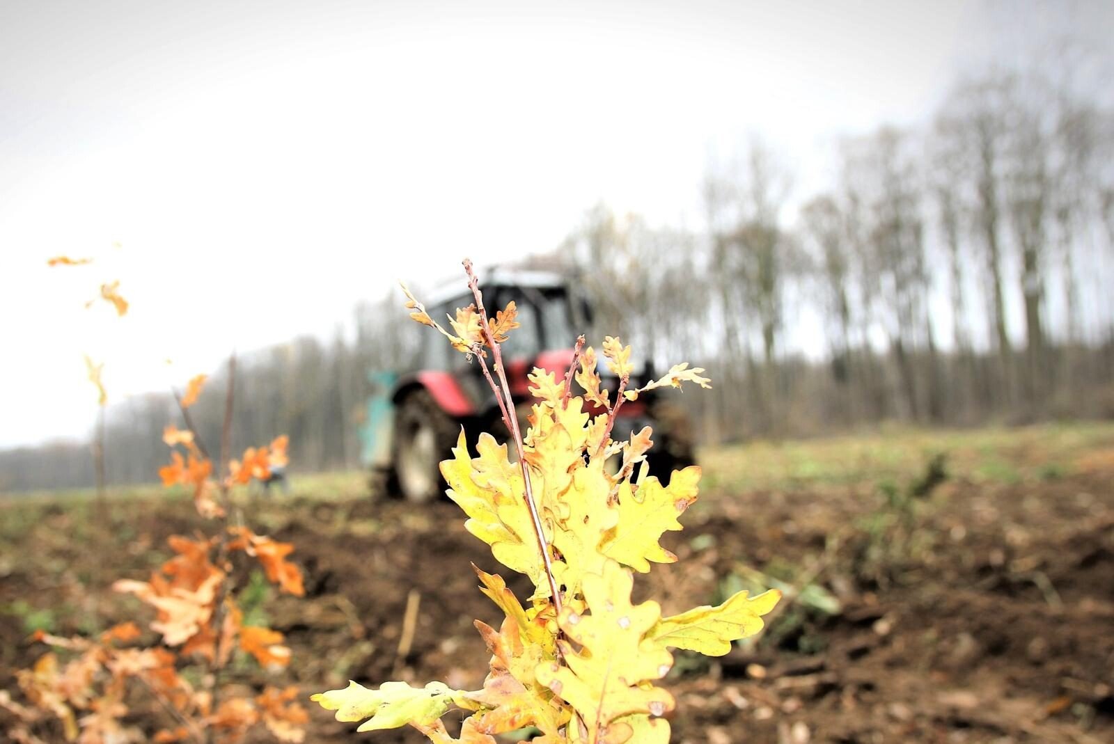 Romsilva a plantat anul trecut peste 25 de milioane de puieți forestieri în fondul forestier de stat