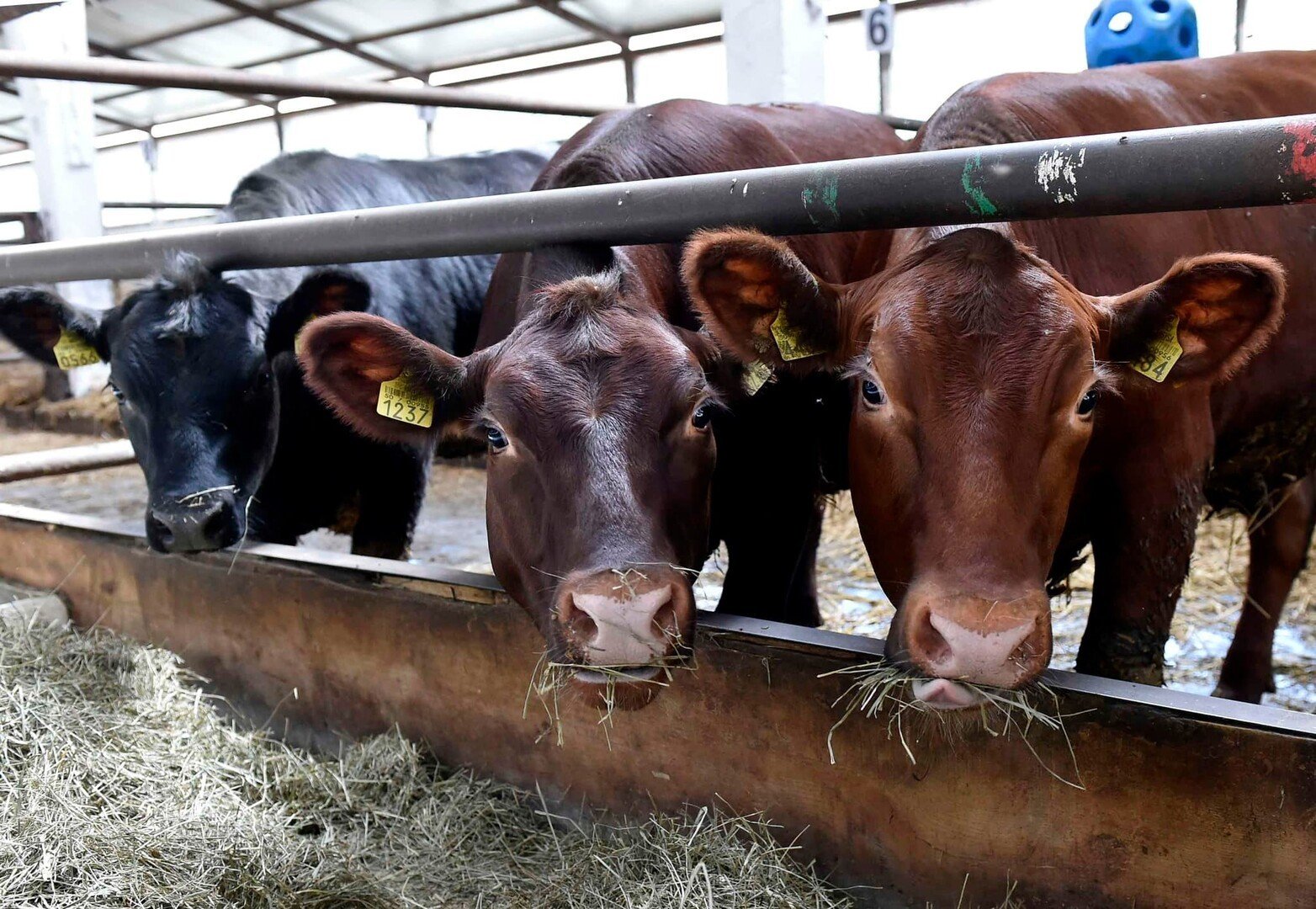 Guvernul a aprobat o nouă schemă de ajutor pentru susținerea activității crescătorilor din sectorul bovinelor de carne și al bubalinelor