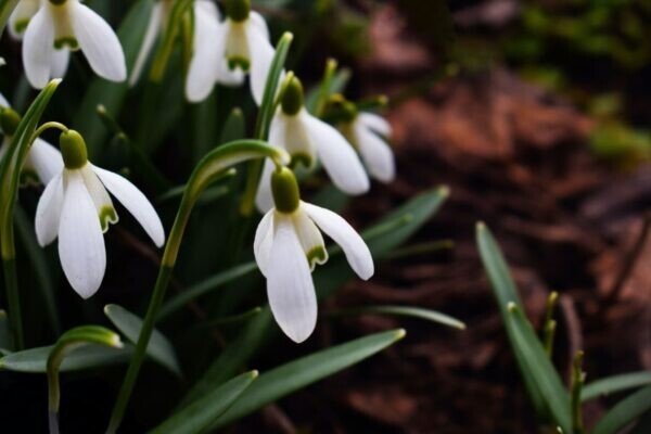 Snowdrops-600x400