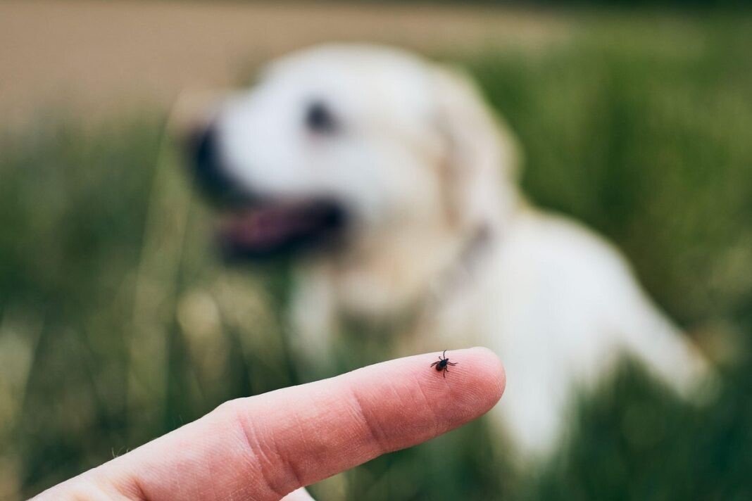 Close-up view of tick on human finger against dog lying in grass.